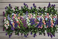 Campanula Champion II Plant – Campanula medium Biennial Flowering Plant