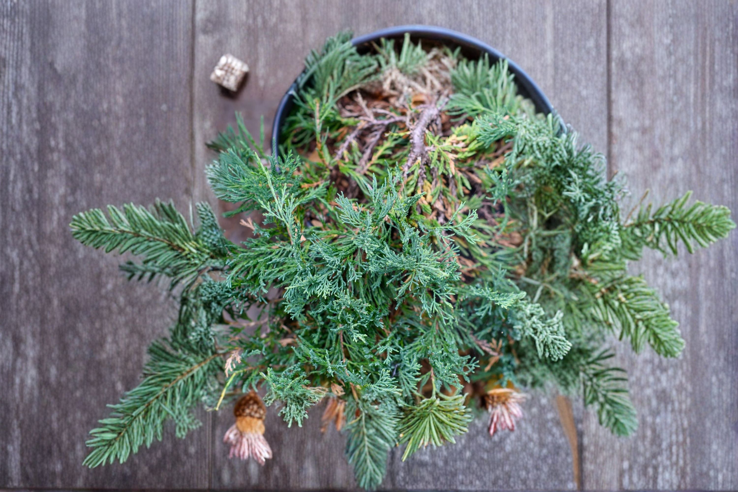 Bar Harbor Juniper Plant – Juniperus horizontalis ‘Bar Harbor’ Evergreen Groundcover