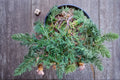 Bar Harbor Juniper Plant – Juniperus horizontalis ‘Bar Harbor’ Evergreen Groundcover
