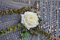 Jeanne Moreau Rose Live Plant – Fragrant Repeat Blooming Perennial Rose