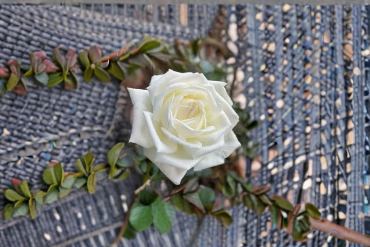 Jeanne Moreau Rose Live Plant – Fragrant Repeat Blooming Perennial Rose