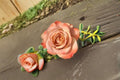 Cappuccino Rose Live Plant – Repeat Blooming Ornamental Cut Rose
