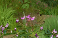 Panicledleaf Ticktrefoil Seeds | Native Perennial Wildflower | Pink Blooms | Desmodium paniculatum Seed Pack