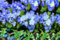 Dwarf Plumbago Plant – Ceratostigma plumbaginoides Blue Flower Perennial Groundcover