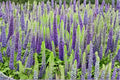 Veronica Speedwell Live Plug Plant – Pink Flowering Perennial, Well Rooted