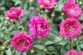 Chang Xiangsi Rose Live Plant – Red Pink Fragrant Cut Rose