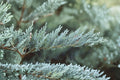 Tamarix Juniper – Juniperus sabina ‘Tamariscifolia’ Evergreen Shrub Plant