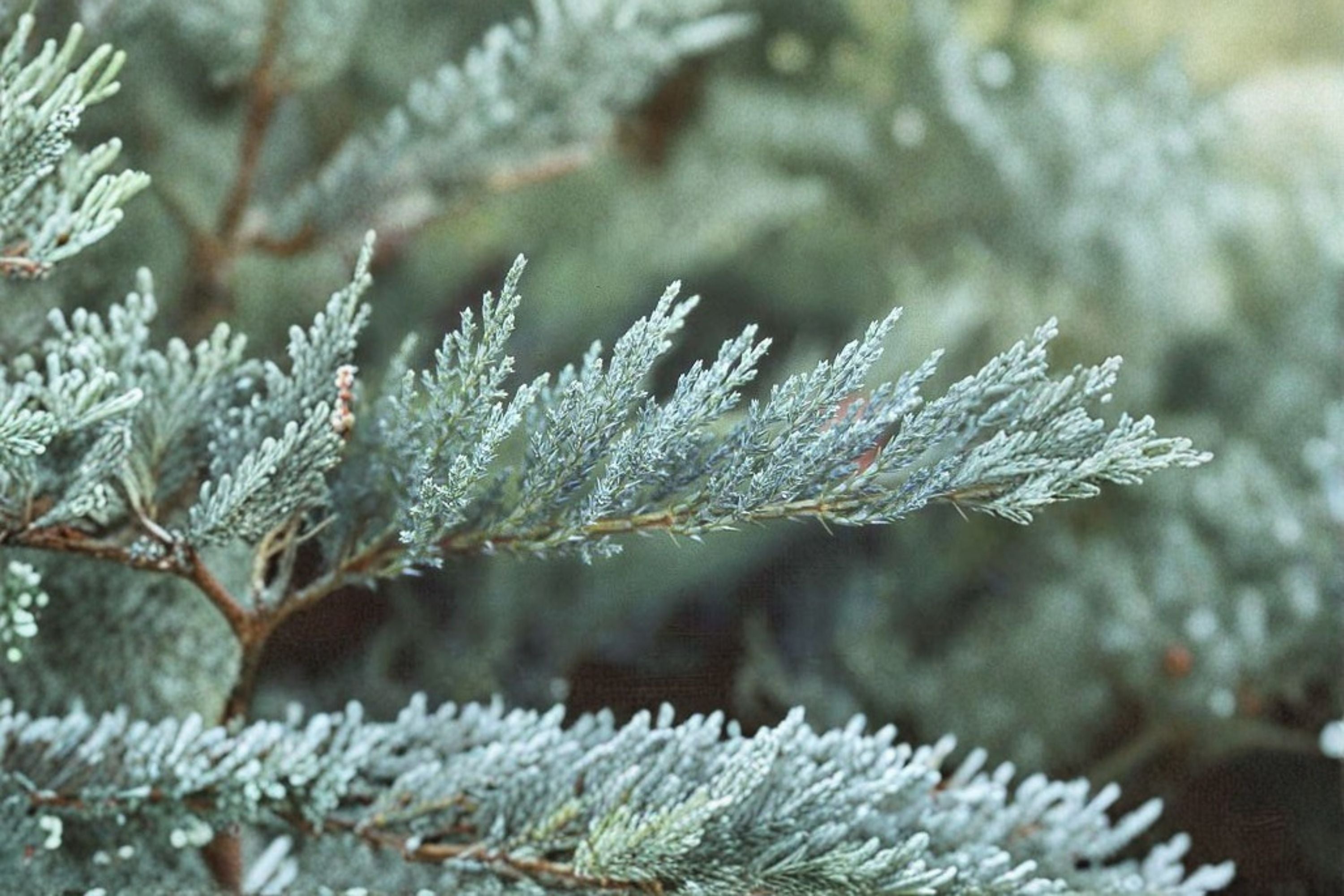 Tamarix Juniper – Juniperus sabina ‘Tamariscifolia’ Evergreen Shrub Plant