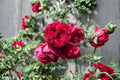 Red Eden Climbing Rose Live Starter Plant – Own Root, Repeat Blooming Red Rose