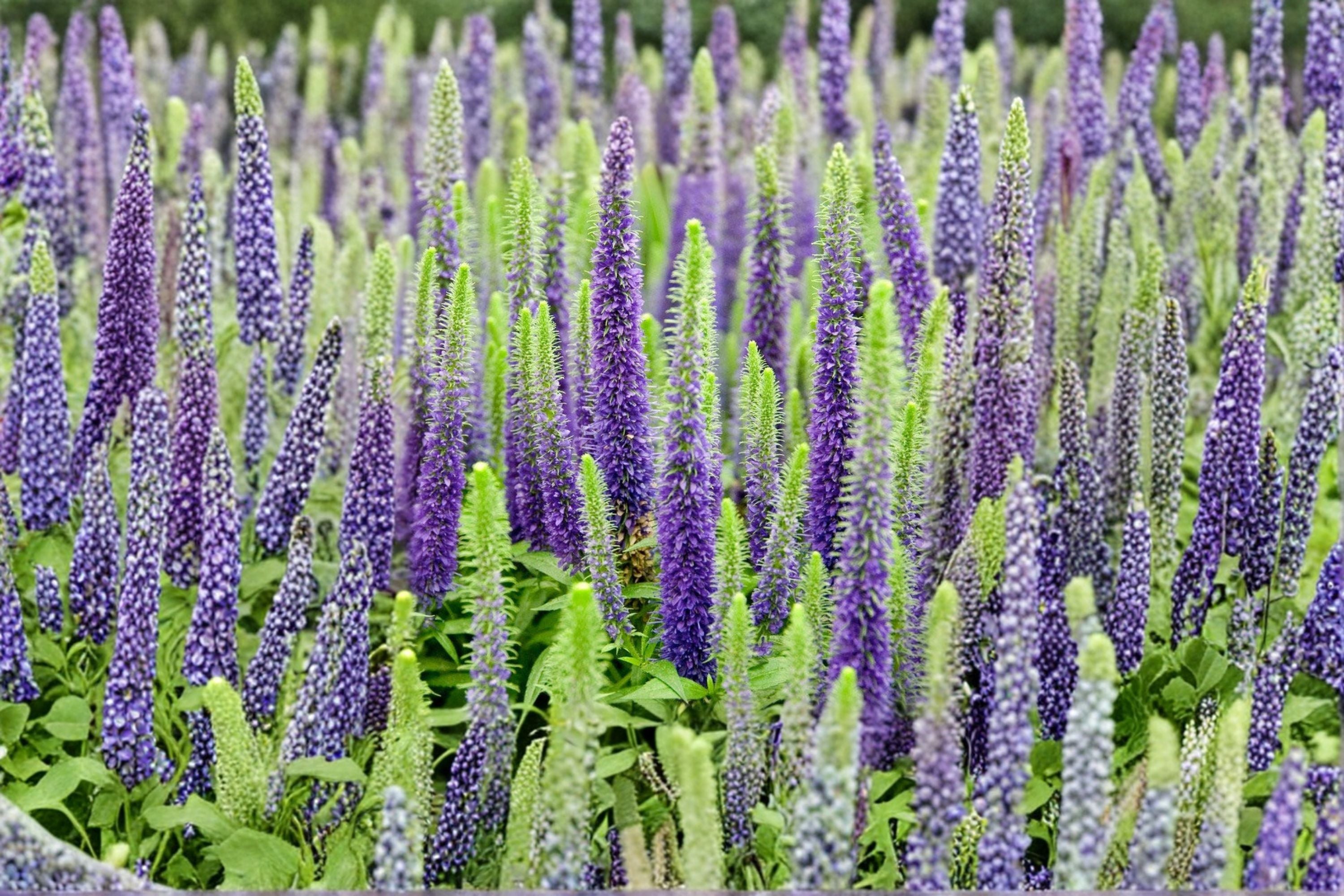 Veronica Speedwell Live Plug Plant – Pink Flowering Perennial, Well Rooted