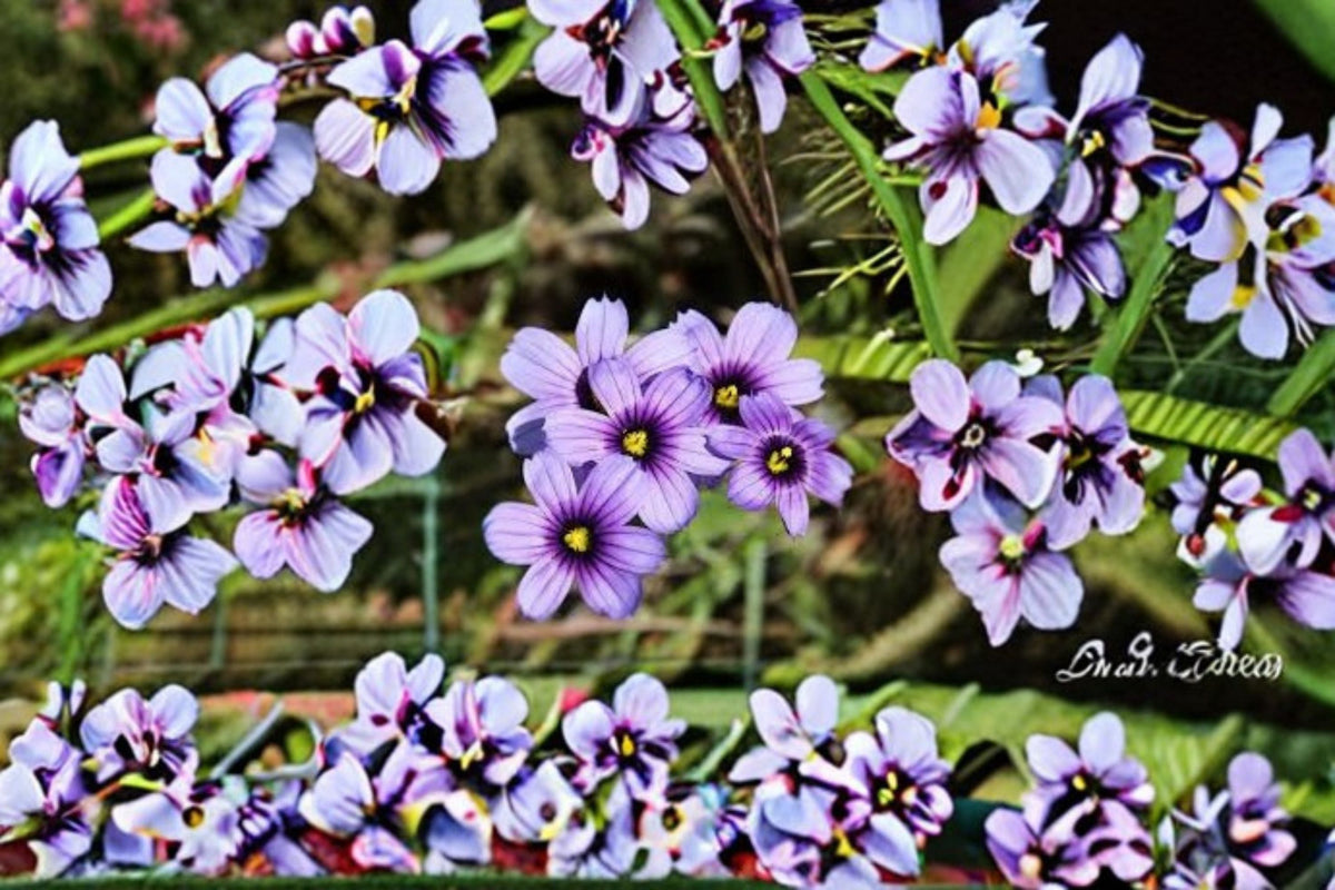 Blue Eyed Grass Seeds Sisyrinchium bellum Native Perennial Wildflower for Garden Borders & Meadow Planting - 100 Seeds