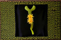 Hildewintera Humkes Kleine Gelber - Trailing Hybrid Cactus Plant