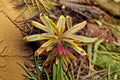 Euphorbia Ascot Rainbow – Variegated Perennial Plant | Euphorbia x martinii