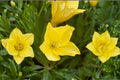 Missouri Evening Primrose Live Plant Clump – Yellow Oenothera Macrocarpa
