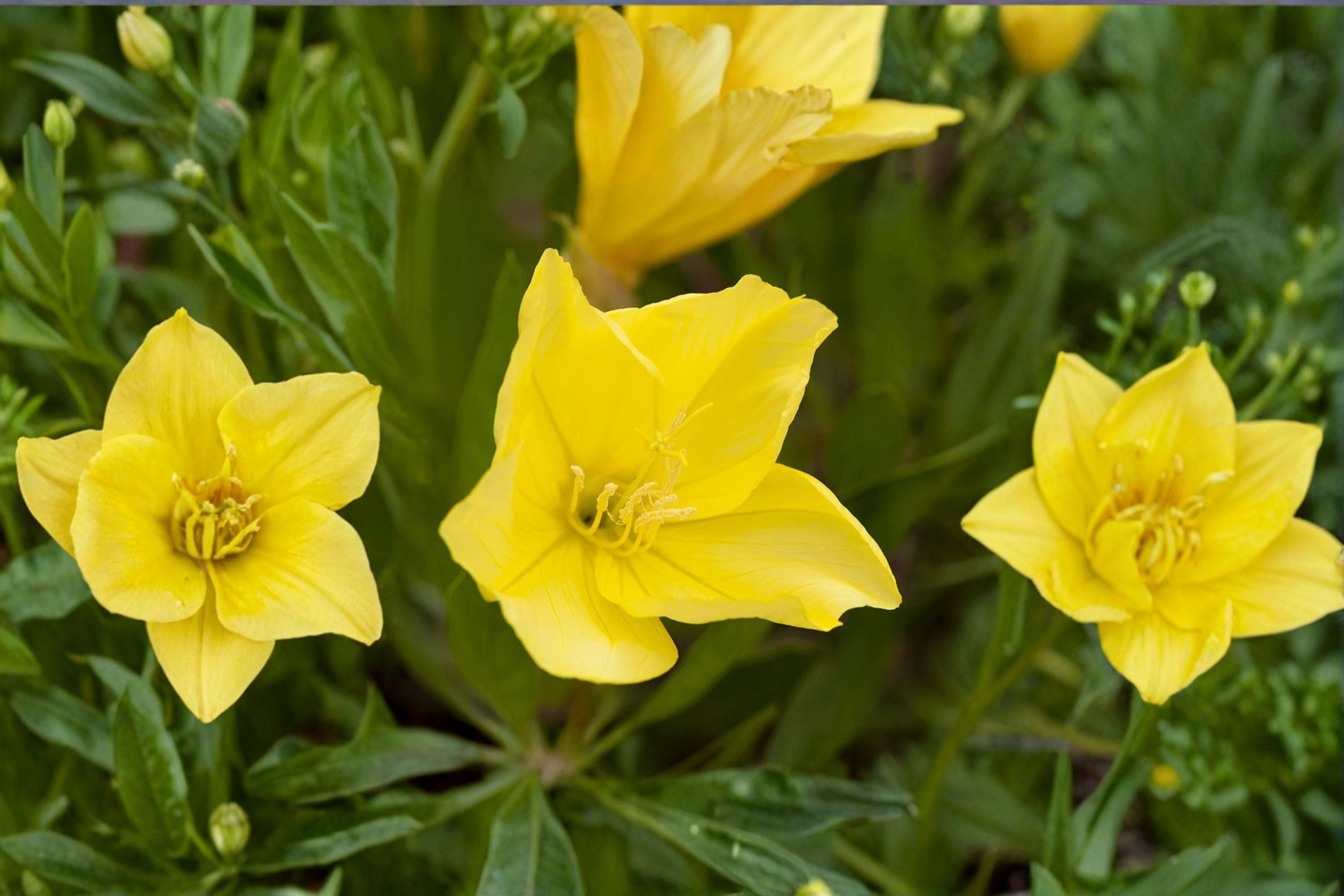 Missouri Evening Primrose Live Plant Clump – Yellow Oenothera Macrocarpa