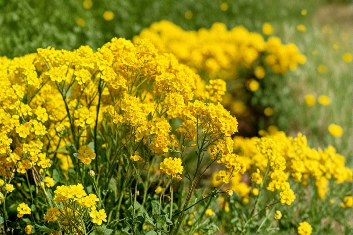 Basket of Gold Seeds Alyssum Saxatile Perennial Flower for Rock Gardens & Borders, Yellow Spring Bloom, 100 Seeds