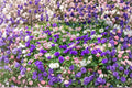 Lisianthus Solo 1 Plant – Eustoma grandiflorum | Elegant Cut Flower Plant