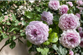 Le Ciel Bleu Rose Live Plant – Blue Violet Lavender Repeat Bloom Garden Rose