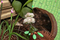 Prairie Pussytoes Seeds - Antennaria neglecta Ground Cover Perennial Wildflower Seeds, Native Low-Growing Plant, White Flowers, 100 Seeds