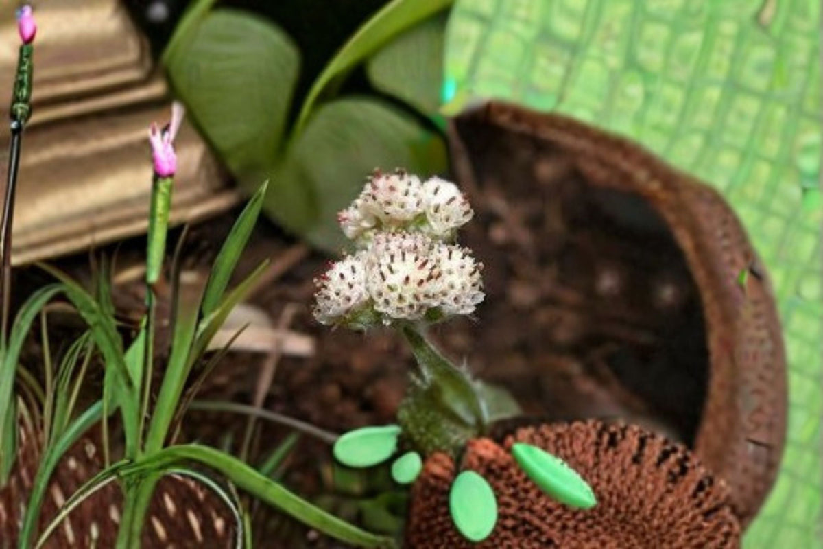 Prairie Pussytoes Seeds - Antennaria neglecta Ground Cover Perennial Wildflower Seeds, Native Low-Growing Plant, White Flowers, 100 Seeds