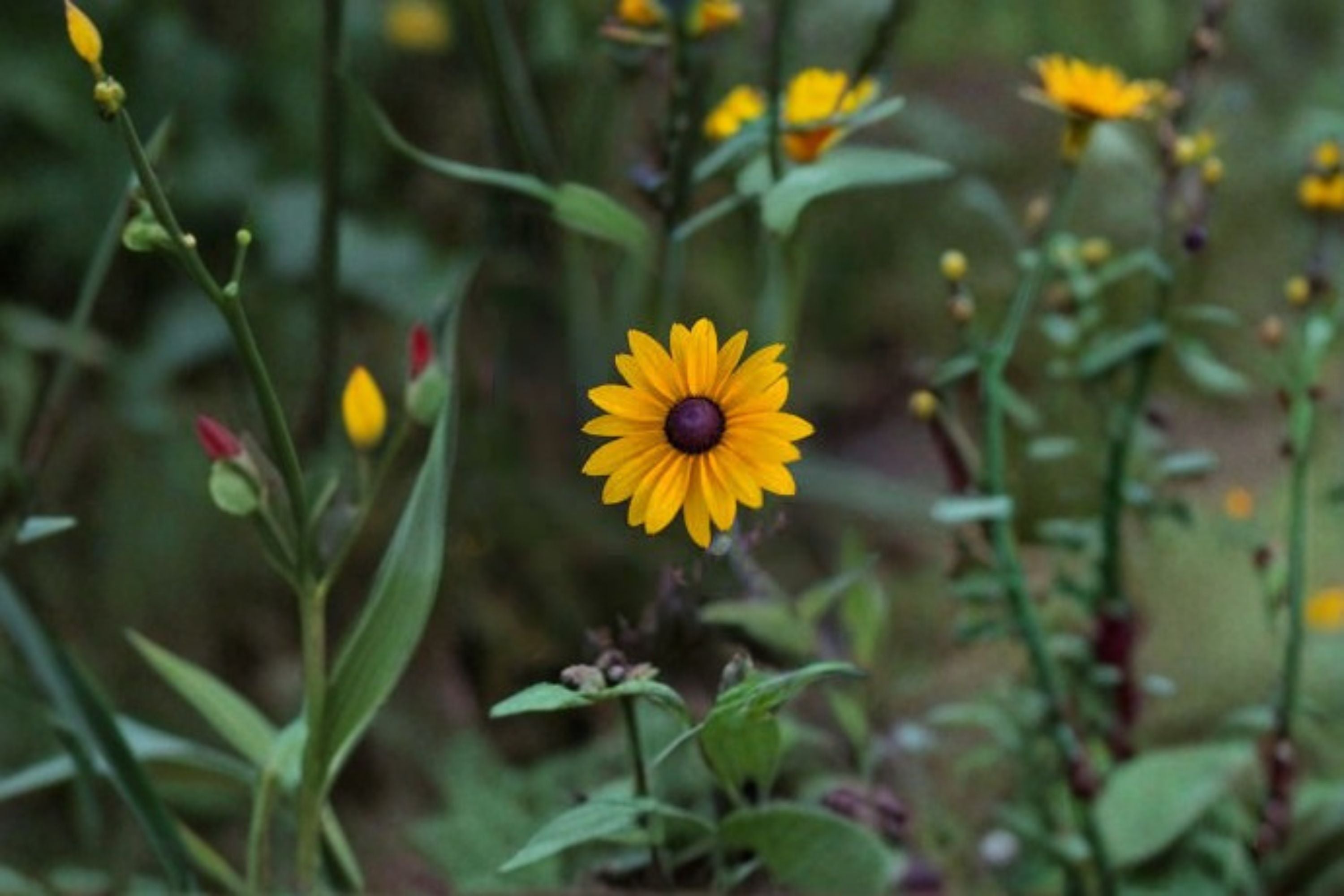 Black Eyed Susan Live Plant – Rudbeckia hirta Perennial Flowering Plant