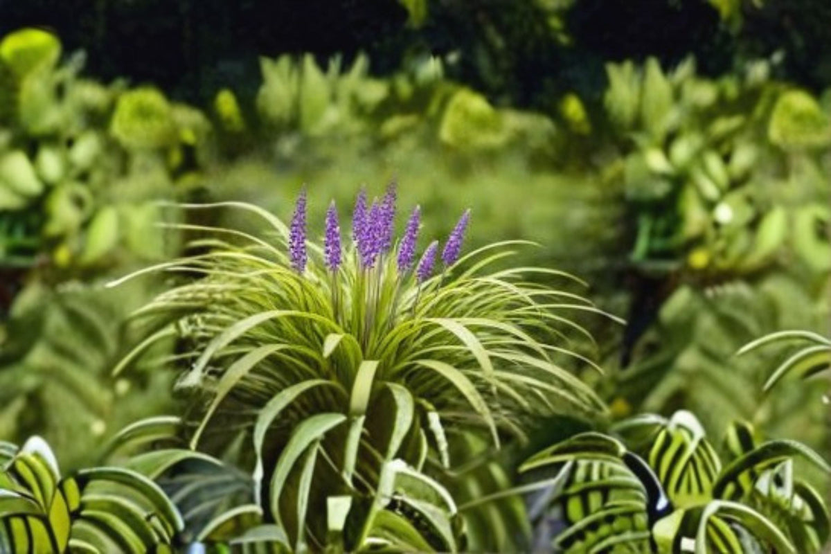 Big Blue Lilyturf Plant – Liriope muscari ‘Big Blue’ Evergreen Perennial