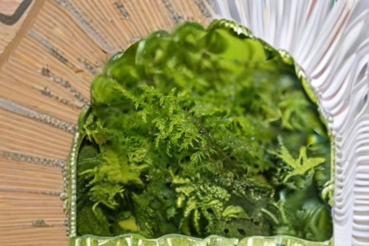 Delicate Fern Moss 1 Plant – Thuidium delicatulum Live Moss for Terrariums & Bonsai