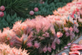 Muhly Grass Live Plant – Pink Ornamental Grass Ground Cover