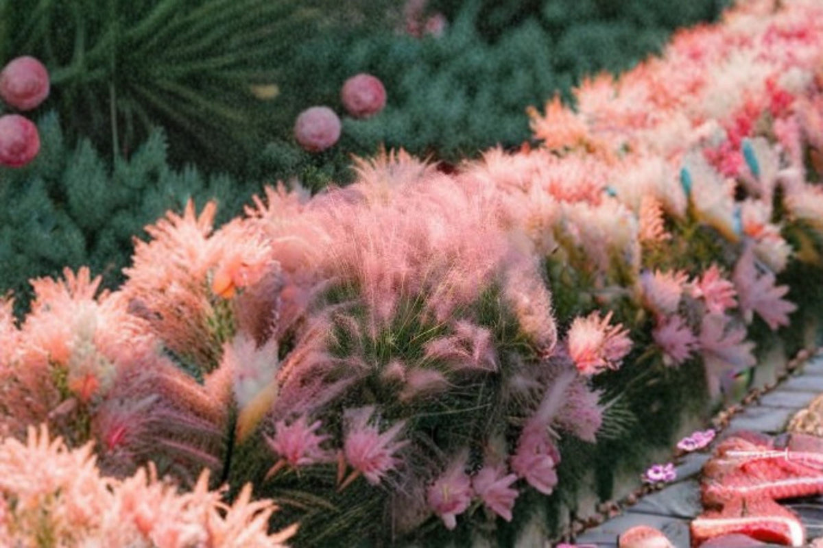 Muhly Grass Live Plant – Pink Ornamental Grass Ground Cover