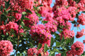 Crepe Myrtle 7 Cuttings – Lagerstroemia indica Live Plant Cuttings