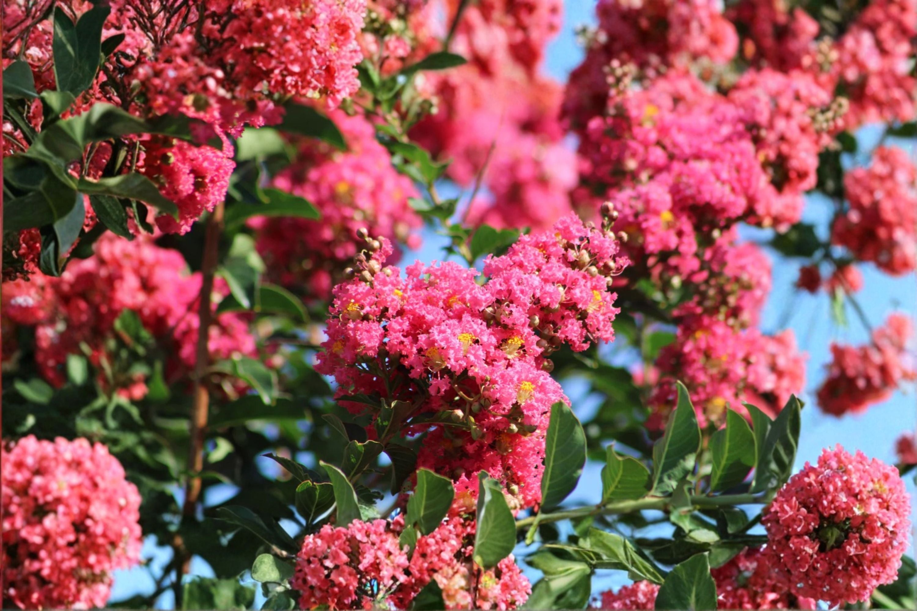 Crepe Myrtle 7 Cuttings – Lagerstroemia indica Live Plant Cuttings