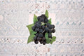 Jewel Black Raspberry Live Starter Plant – Rubus occidentalis – Zones 4–8