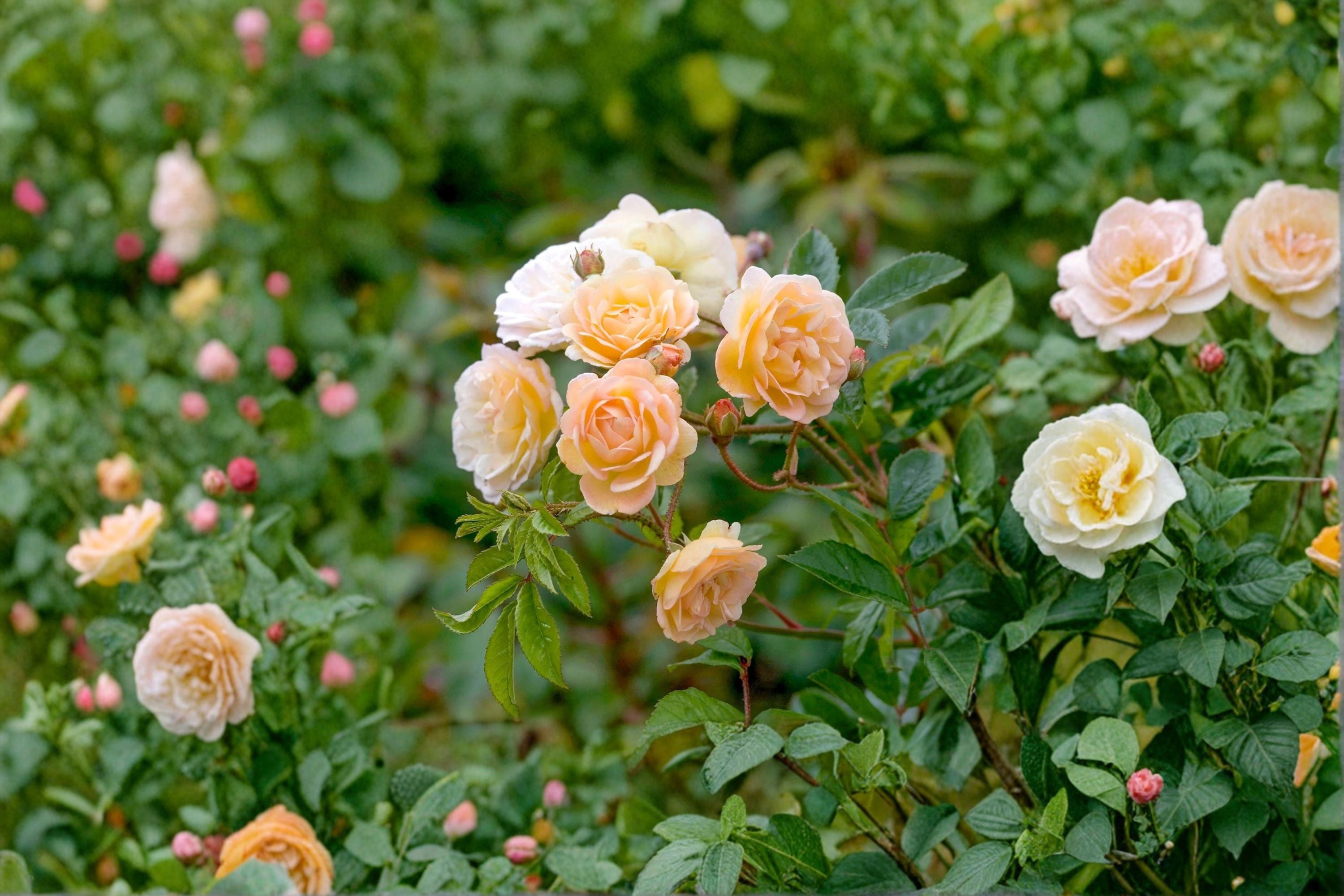 Ghislaine de Feligonde Rose 3 Cuttings – Rosa ‘Ghislaine de Feligonde’ Rambling Rose