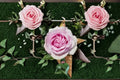 Queen Marie Rose Live Plant – Fragrant Pink Garden Rose, Compact Upright Shrub