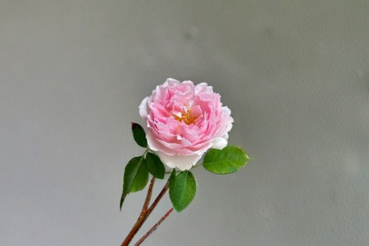 Antoinette Rose Live Plant – Fragrant Own Root Garden Rose