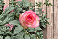 Jumilia Rose Live Plant – Fragrant Long Lasting Cut Rose