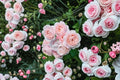 Nahema Climbing Rose Own Root Live Plant – Fragrant Pink Repeat Bloomer