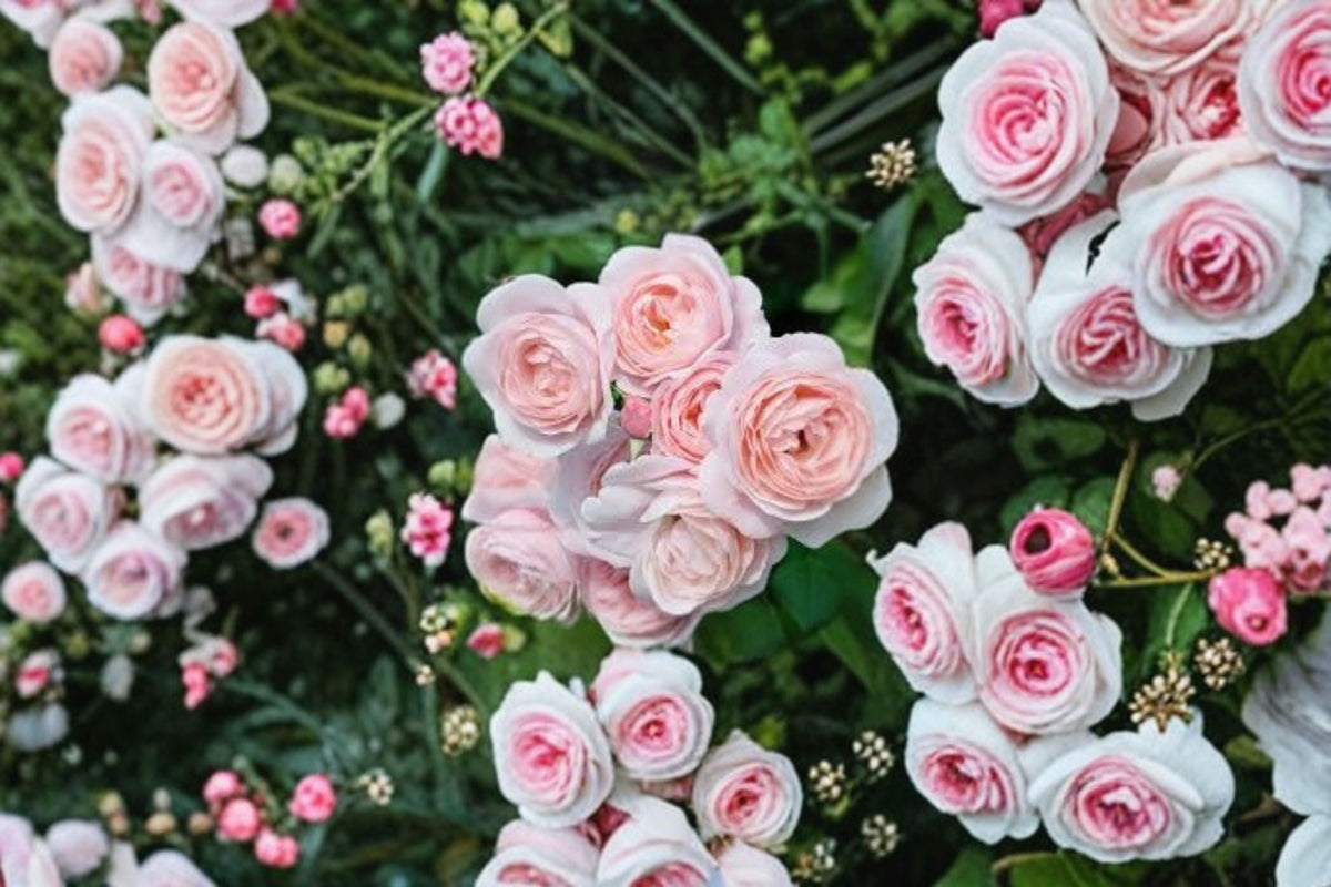 Nahema Climbing Rose Own Root Live Plant – Fragrant Pink Repeat Bloomer