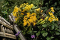 Stiff Goldenrod Seeds Solidago rigida Native Perennial Wildflower for Pollinator Garden and Meadow Plant 100 Seeds