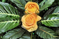 Candlelight Rose Live Plant – Yellow Repeat Blooming Ornamental Rose