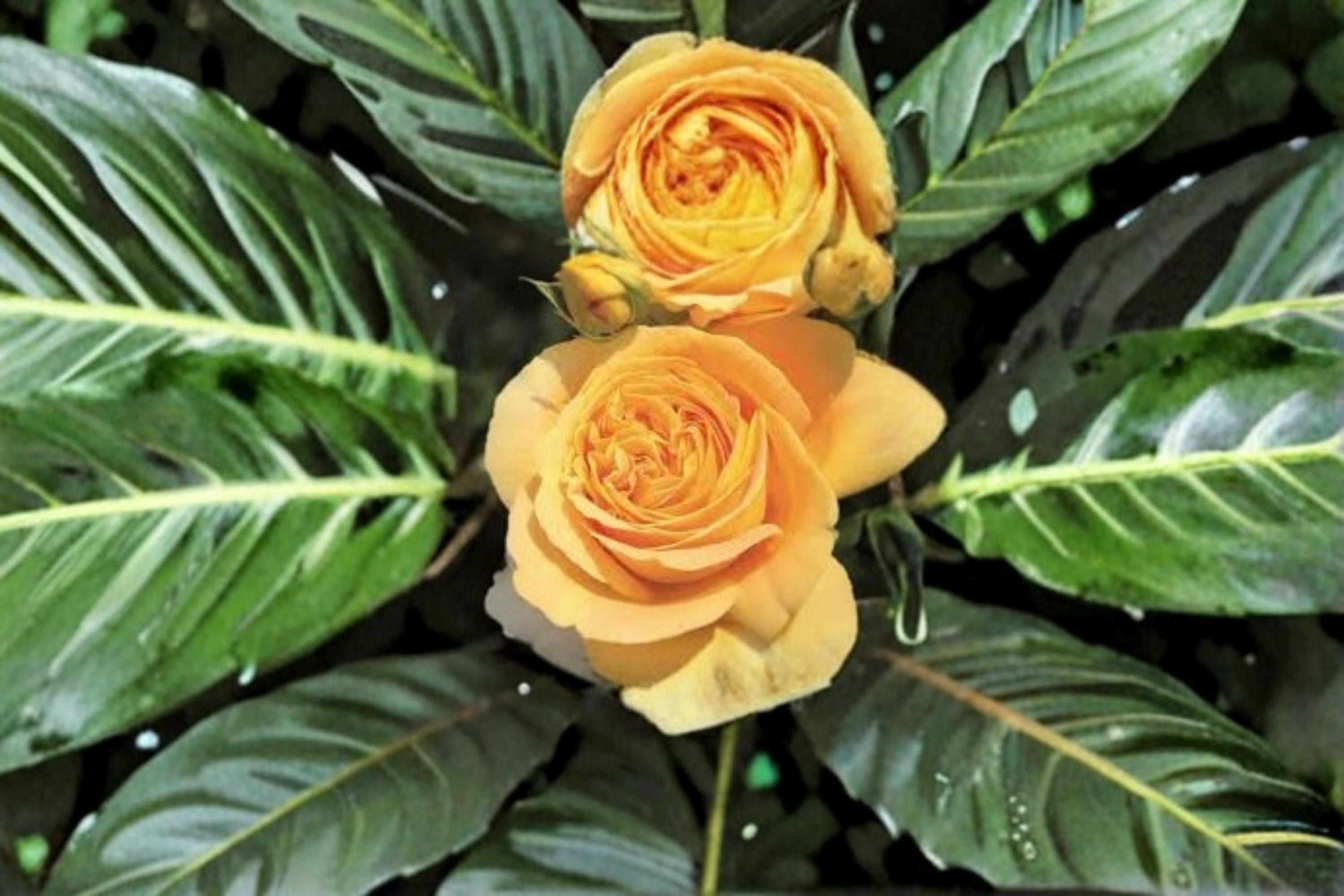 Candlelight Rose Live Plant – Yellow Repeat Blooming Ornamental Rose