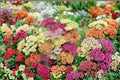 Yarrow Plant – Achillea millefolium | Perennial Herb with Orange Flowers