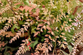 Heavenly Bamboo 1 Plant – Nandina domestica Evergreen Shrub for Hedges and Borders