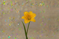 Gold Daylily Live Plant – Hardy Yellow Perennial Flower for Garden Borders