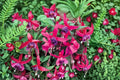 Fuchsia Live Plant – Hummingbird Friendly Flowering Plant | Fuchsia spp.