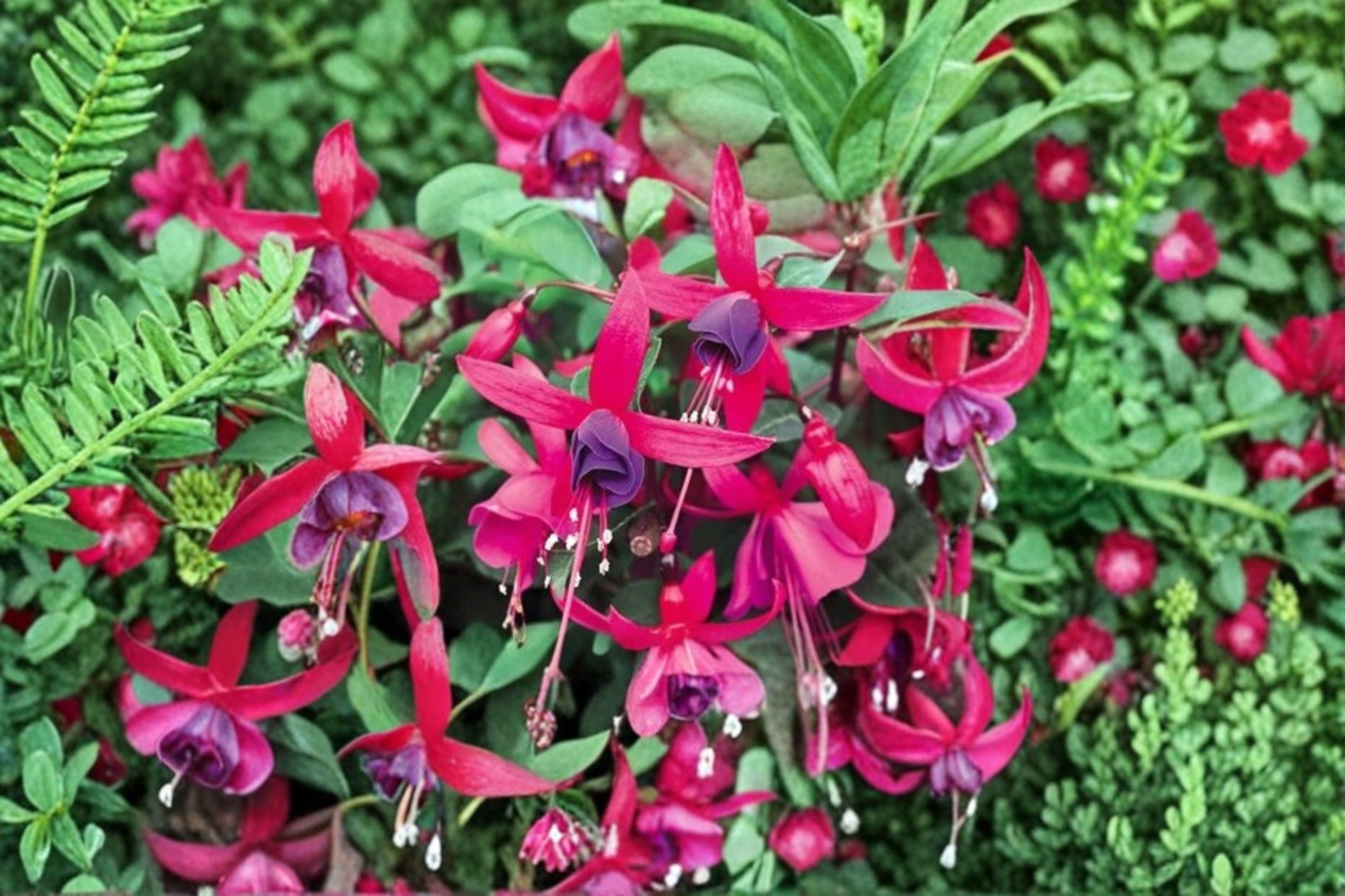 Fuchsia Live Plant – Hummingbird Friendly Flowering Plant | Fuchsia spp.