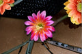 Aporocactus Temple Glow 3 Cuttings – Trailing Hybrid Cactus for Containers