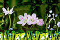 Spring Beauty Seeds - Claytonia virginica Pink White Woodland Wildflower Seeds for Shade Gardens, Native Perennial Flower Pack