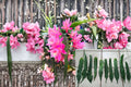 German Empress Orchid Cactus Cutting – Epiphyllum ‘German Empress’ Unrooted 6 Inch
