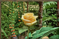 Yellow Oriole Rose Live Plant – Soft Yellow Fragrant Garden Rose